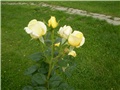 ružae